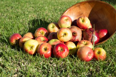 Apples nature  wine